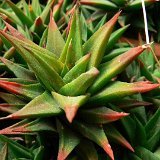 Haworthia tortuosa v. curta P1220325.JPG